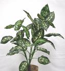 Dieffenbachia